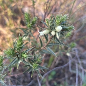 Melichrus urceolatus at Hackett, ACT - 3 Sep 2024