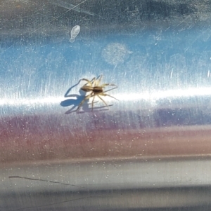 Lycosidae (family) at Greenway, ACT - 6 Sep 2024 02:40 PM