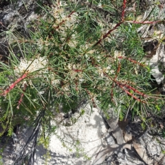 Hakea decurrens subsp. decurrens (Bushy Needlewood) at Tharwa, ACT - 4 Sep 2024 by GirtsO