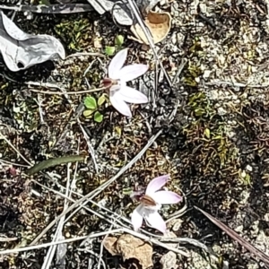 Caladenia fuscata at Tharwa, ACT - suppressed