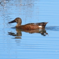 Spatula rhynchotis (Australasian Shoveler) at Fyshwick, ACT - 6 Sep 2024 by RodDeb