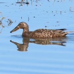 Spatula rhynchotis at Fyshwick, ACT - 6 Sep 2024 11:38 AM