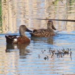 Spatula rhynchotis at Fyshwick, ACT - 6 Sep 2024