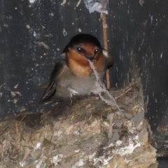 Hirundo neoxena at Fyshwick, ACT - 6 Sep 2024