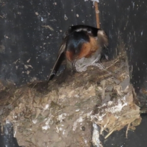 Hirundo neoxena at Fyshwick, ACT - 6 Sep 2024