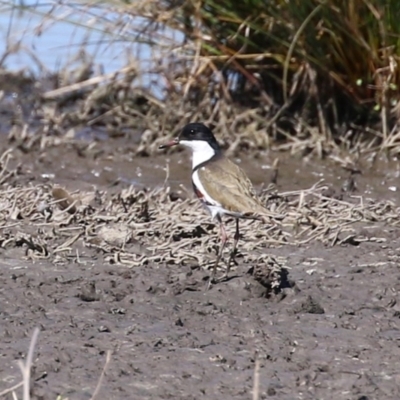 Erythrogonys cinctus (Red-kneed Dotterel) at Fyshwick, ACT - 6 Sep 2024 by RodDeb