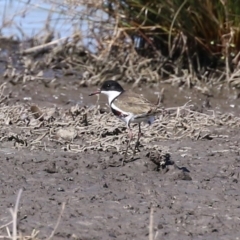 Erythrogonys cinctus at Fyshwick, ACT - 6 Sep 2024