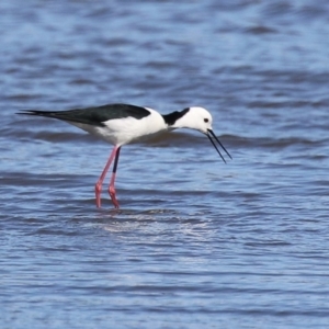 Himantopus leucocephalus at Fyshwick, ACT - 6 Sep 2024 11:17 AM