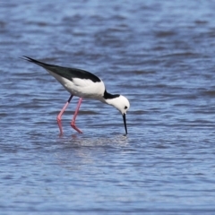 Himantopus leucocephalus at Fyshwick, ACT - 6 Sep 2024 11:17 AM