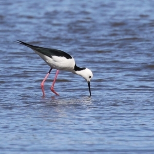 Himantopus leucocephalus at Fyshwick, ACT - 6 Sep 2024 11:17 AM