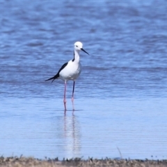 Himantopus leucocephalus at Fyshwick, ACT - 6 Sep 2024 11:17 AM