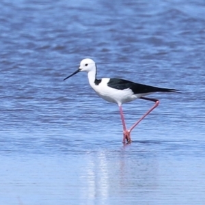 Himantopus leucocephalus at Fyshwick, ACT - 6 Sep 2024 11:17 AM