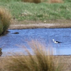 Himantopus leucocephalus at Fyshwick, ACT - 6 Sep 2024 11:17 AM