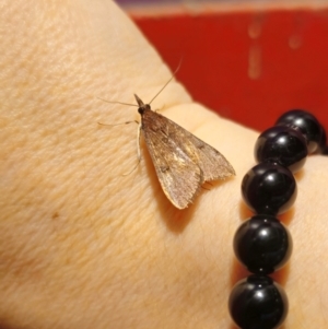 Uresiphita ornithopteralis at Captains Flat, NSW - suppressed