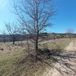 Liquidambar styraciflua at Uriarra Village, ACT - 6 Sep 2024