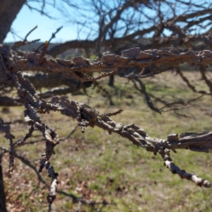 Liquidambar styraciflua at Uriarra Village, ACT - 6 Sep 2024