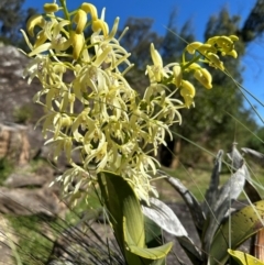 Dendrobium speciosum var. speciosum (Sydney Rock Orchid) at Meryla, NSW - 6 Sep 2024 by ferg