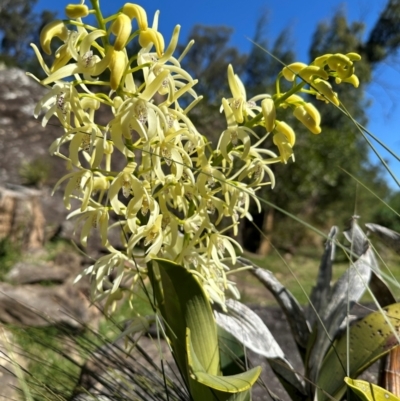 Dendrobium speciosum var. speciosum (Sydney Rock Orchid) at Meryla, NSW - 6 Sep 2024 by ferg