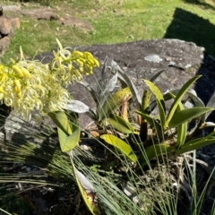 Dendrobium speciosum var. speciosum at Meryla, NSW - suppressed