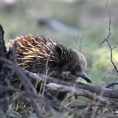 Tachyglossus aculeatus (Short-beaked Echidna) at Throsby, ACT - 5 Sep 2024 by davidcunninghamwildlife