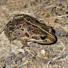 Limnodynastes tasmaniensis (Spotted Grass Frog) at Braidwood, NSW - 6 Sep 2024 by MatthewFrawley