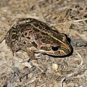 Limnodynastes tasmaniensis at Braidwood, NSW - 6 Sep 2024 05:36 PM