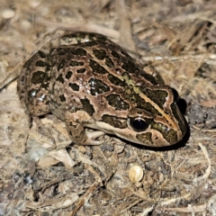 Limnodynastes tasmaniensis at Braidwood, NSW - 6 Sep 2024 05:36 PM