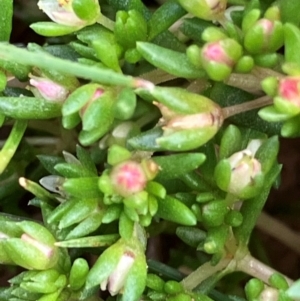 Crassula decumbens var. decumbens at Fentons Creek, VIC - suppressed