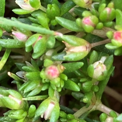 Crassula decumbens var. decumbens (A Stonecrop) at Fentons Creek, VIC - 6 Sep 2024 by KL