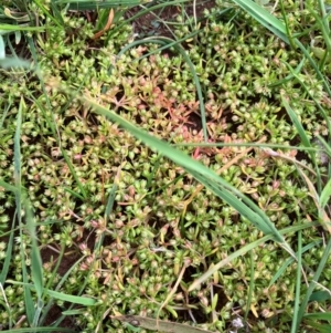 Crassula decumbens var. decumbens at Fentons Creek, VIC - suppressed
