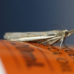 Etiella behrii at Moruya, NSW - suppressed