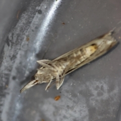 Etiella behrii at Moruya, NSW - suppressed