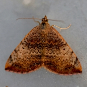 Chrysolarentia mecynata at Moruya, NSW - 6 Sep 2024