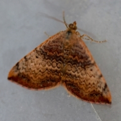 Chrysolarentia mecynata at Moruya, NSW - 6 Sep 2024