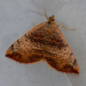 Chrysolarentia mecynata at Moruya, NSW - 6 Sep 2024