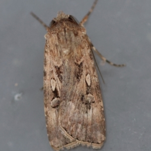 Agrotis munda at Moruya, NSW - 6 Sep 2024