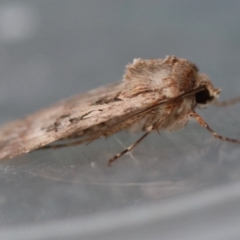 Agrotis munda at Moruya, NSW - 6 Sep 2024