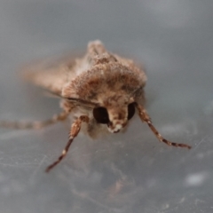 Agrotis munda at Moruya, NSW - suppressed