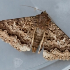 Eudesmeola lawsoni (Lawson's Night Moth) at Moruya, NSW - 6 Sep 2024 by LisaH