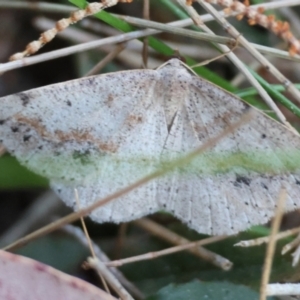 Taxeotis perlinearia at Moruya, NSW - 6 Sep 2024