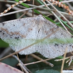 Taxeotis perlinearia at Moruya, NSW - suppressed