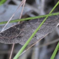 Taxeotis perlinearia at Moruya, NSW - 6 Sep 2024 by LisaH