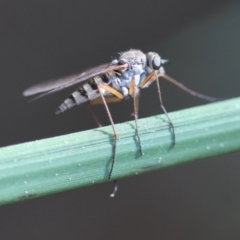 Unidentified True fly (Diptera) at Moruya, NSW - 6 Sep 2024 by LisaH