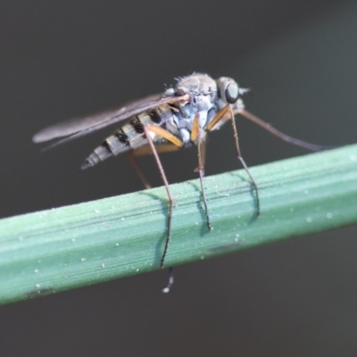 Unidentified True fly (Diptera) at Moruya, NSW - 6 Sep 2024 by LisaH