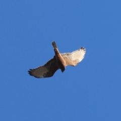 Circus approximans (Swamp Harrier) at Moruya, NSW - 6 Sep 2024 by LisaH