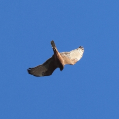 Circus approximans (Swamp Harrier) at Moruya, NSW - 6 Sep 2024 by LisaH