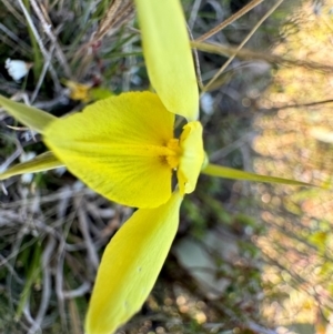 Diuris chryseopsis at Throsby, ACT - suppressed