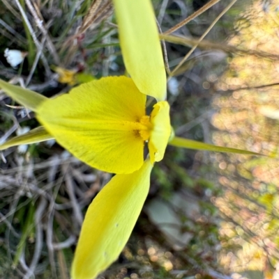 Diuris chryseopsis (Golden Moth) at Throsby, ACT - 6 Sep 2024 by SimoneC