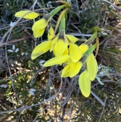 Diuris chryseopsis at Throsby, ACT - 6 Sep 2024