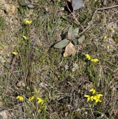 Diuris chryseopsis at Throsby, ACT - 6 Sep 2024